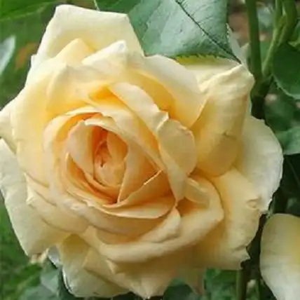 Trandafir cu parfum intens - Trandafiri - Krémsárga - 